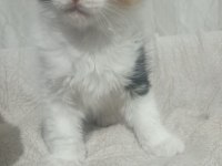 Maine coon dişi yavru 2 aylık
