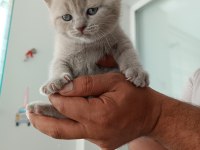 Orjinal british shorthair yavrularım