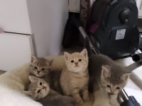 Minnoş yavru kedilerimiz