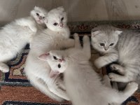 Scottish fold bebekler yeni yuvalarına teslime hazır.