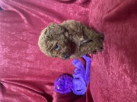 MİNİ RED TOY POODLE KIZIMIZ