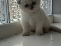 Yeni doğmuş minik british shorthair yavrular