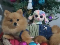 Orjinal Pomeranian Şecereli