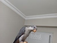 3 Aylık Kobalt Gri Monk Bebek