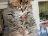 British longhair kedimiz