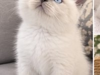 AAA KALİTE ERKEK BEBEK KEDİLERİM