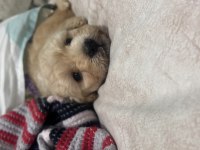 54 günlük dişi Poodle