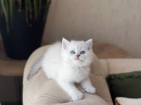 Üst Düzey British Shorthair Yavrum
