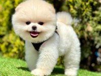 Safkan Pomeranian Boo Köpeklerimiz