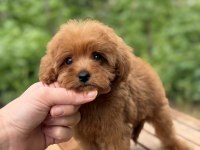 RED MİCRO TEACUP DİŞİ MALTİPOO