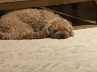 2 Yaşında Eğitimli Toy Poodle