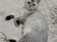 2 aydan küçük british shorthair yavrular