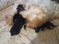 Yorkshire terrier yavrularımıza yuva arıyoruz