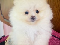 Pomeranian Ayı Surat Bebekler