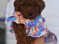 Özel Toy Poodle Yavruları Görüntülü Görün