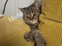 3 Aylık British Shorthair Kedimiz Mocha