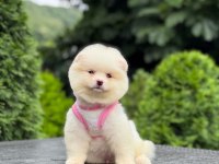 Sevimli Pomeranian Boo Köpekler