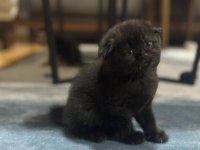 British shorthair bebekleri