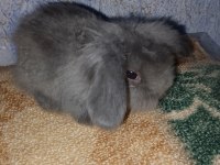 Teddy Lop Tavşan Yavrular Mavi Göz
