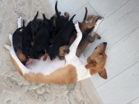 Afrika kökenli köpeğimizin yavruları