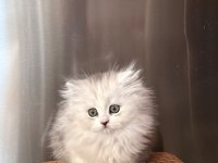 Chinchilla miniklerimiz
