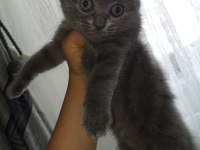 Dişi 2 adet scottish fold