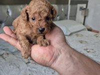 Seker Mınık Poodle Köpekler