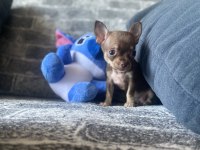 KG GARANTİLİ TEACUP CHİHUAHUA DİŞİ