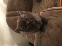British shorthair bir aylık
