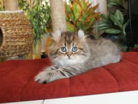 American Curl Türkiyede TEK Safkan Şecereli Zeki Oyuncu