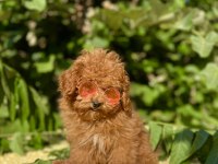 Tüy Dökmez Koku Yapmaz Poodle Yavrular
