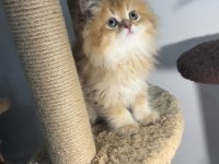 British longhair golden by12 dişi