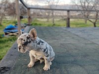 Ne istediğini bilen ender bulunan renk ve kalite french