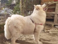Üretim için safkan samoyed acil sahiplendirme