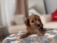 Minik Maltipoo