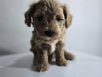 ORJİNAL TEACUP MALTİPOO YAVRULAR
