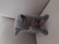 A kalite british shorthair gri