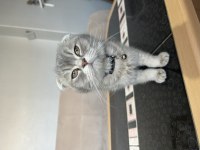 10 Aylık erkek scottish fold tabby