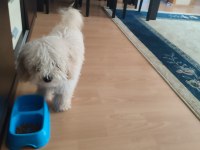 Sevimli toy poodle