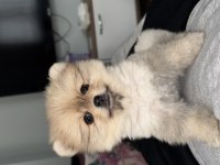 3 aylık pomeranian boo dişi