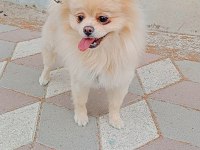 Pomeranian boo köpeği