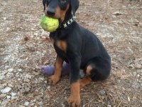 Sağlık Ve Irk Garanti Doberman