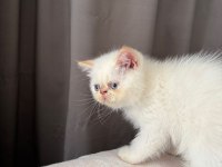 Show kalite ırk garantili bebek kedimiz
