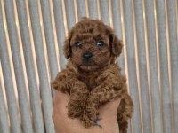 Orjinal yavru kore poodle