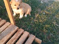 Golden retriever kırması