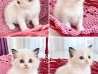 FULL ŞECERELİ RAGDOLL YAVRULARI