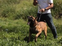 KIF/FCI A şecereli malinois köpeklerimiz ailelerine hazır