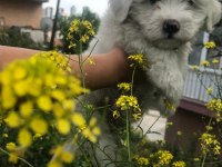 Maltipoo bebişler