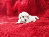 Kore maltese terrier yavrularım