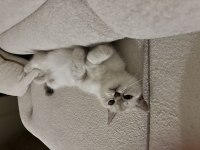 Evlendim eşimin alerji durumundan british shorthair